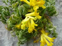 2 Corydalis lutea - Colombina gialla